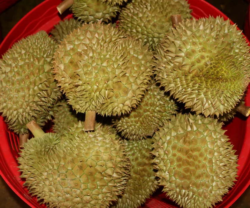 Fresh durian in a red basket