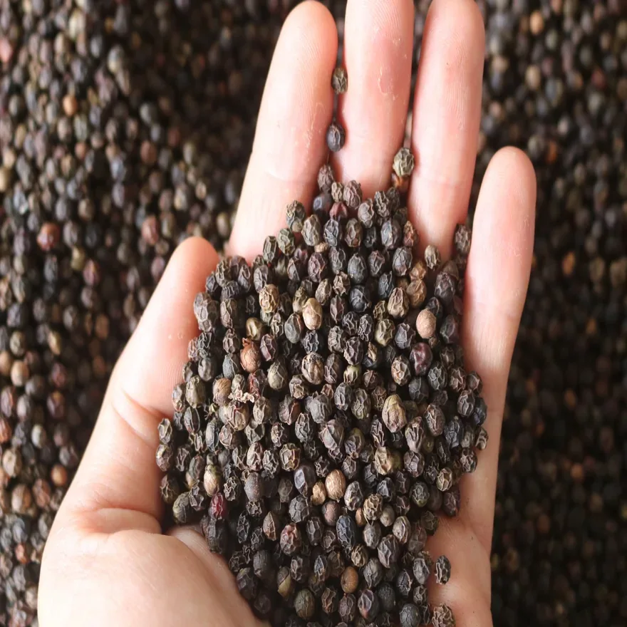 Close-up of black peppercorns