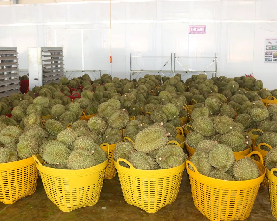 Durian in baskets in a cooled storage area
