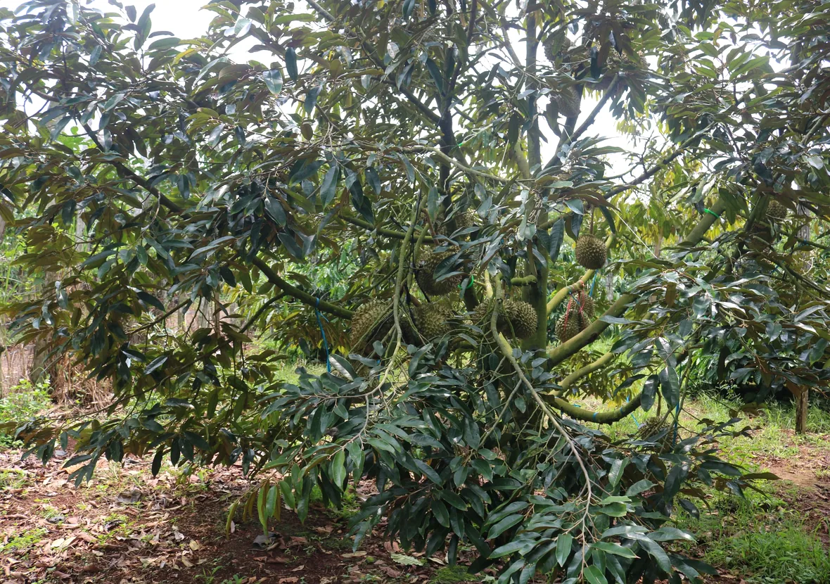 Documentary photograph of a durian orchard in Vietnam