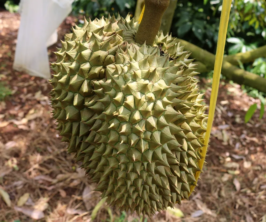 Close-up of Monthong durian on its tree