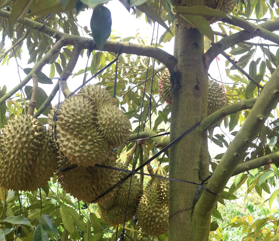 Fresh Monthong durians photographed growing on a tree