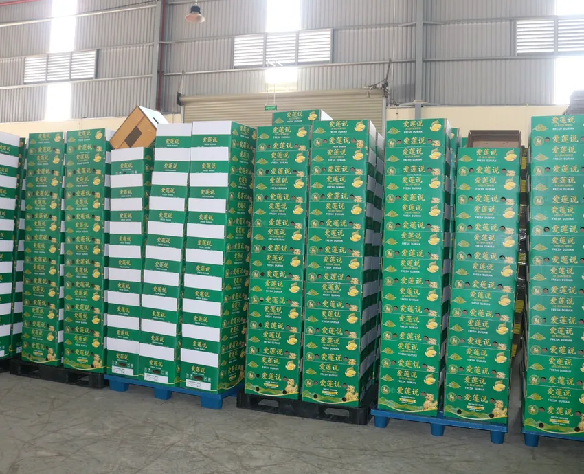 Stacked green durian shipping cartons in a warehouse