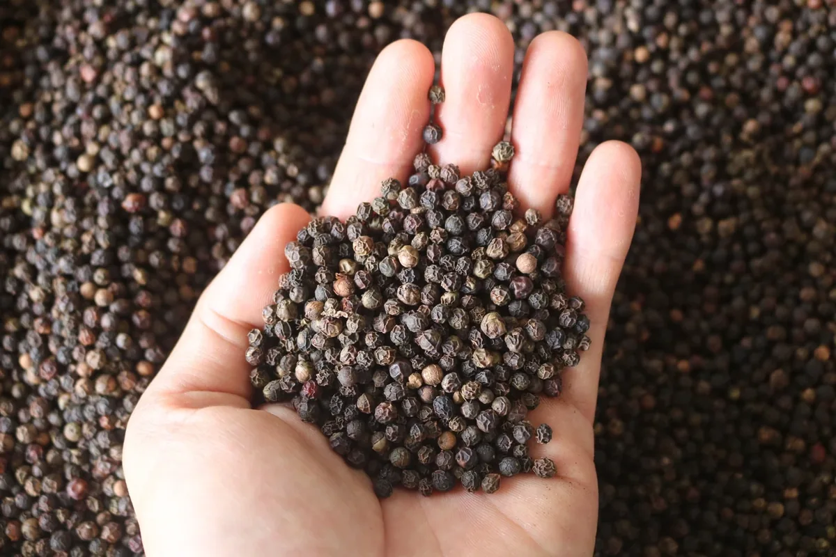 Close-up of peppercorns in a hand