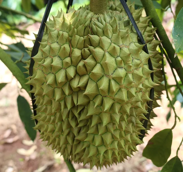 Close-up photo of a durian growing in Vietnam