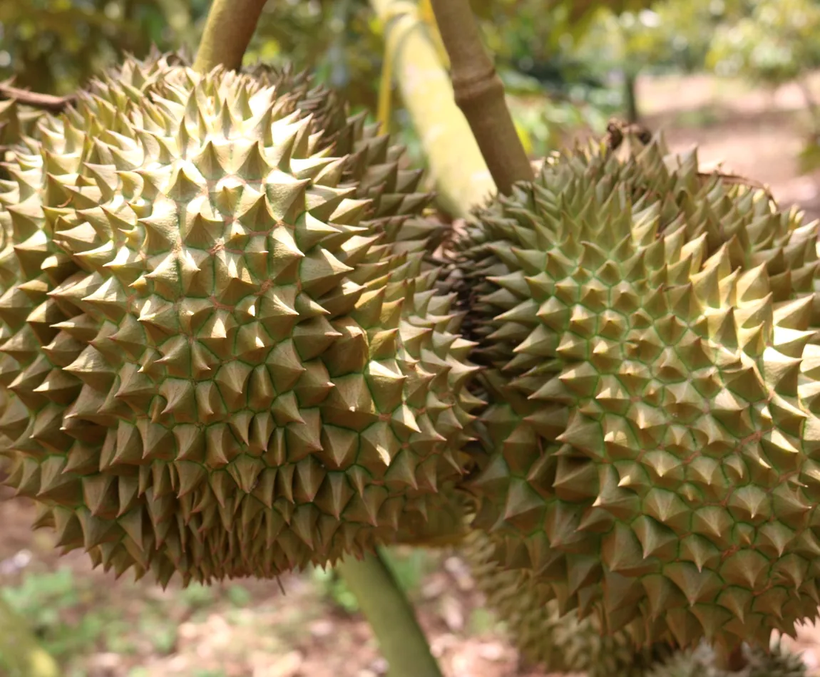 Monthong durian fruit on the tree in a Vietnamese orchard