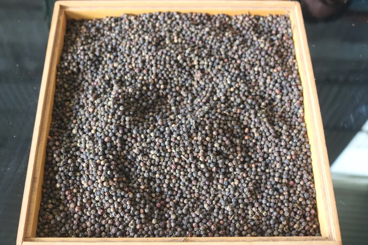Black pepper sample in a tray