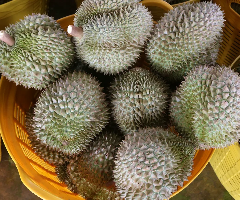 Durian fruits gathered in baskets during sorting