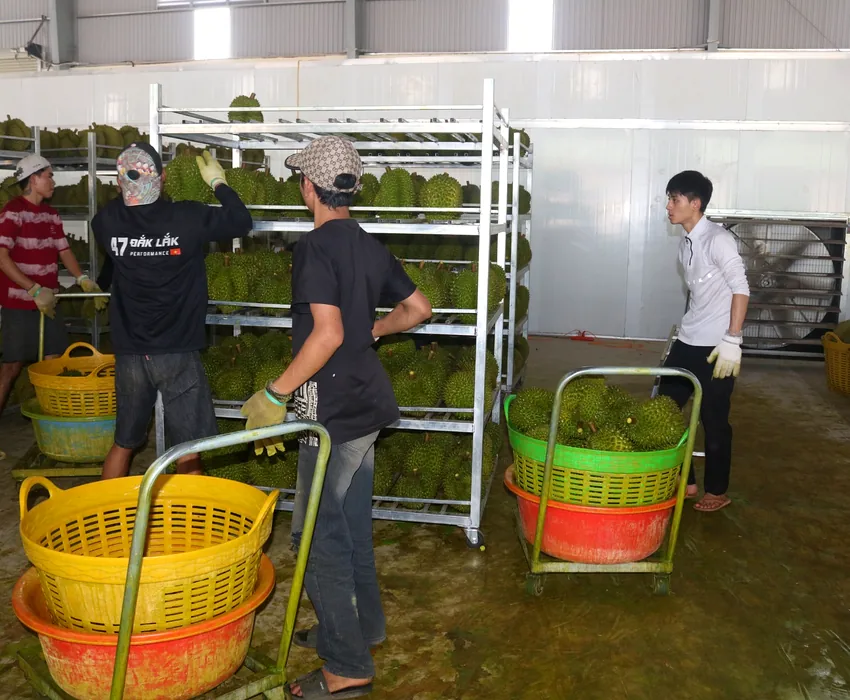 Workers handling durian fruits at a packing facility