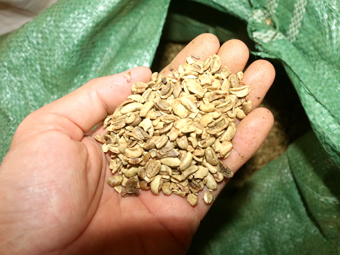 Green coffee beans held for inspection