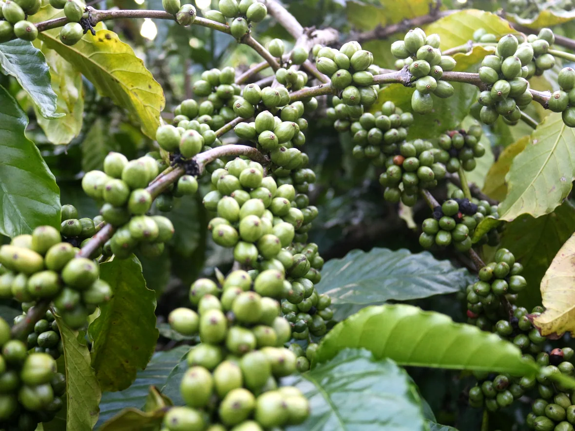 Real photograph of coffee cherries on branches