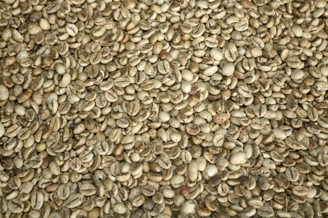 Real photograph showing unroasted green coffee beans