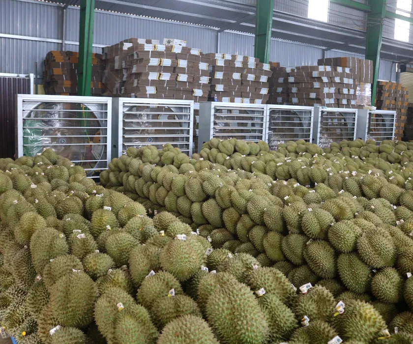 Fresh durian stored in a warehouse